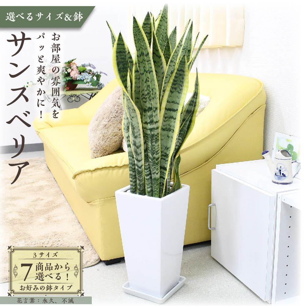 【ふるさと納税】＼2025年4月以降発送／【観葉植物】サンスベリア （サイズ・鉢の種類選択可） | 楽天ふるさと納税 グリーン 緑 インテリア 室内 リラックス マイナスイオン 自然 おしゃれ 癒し プレゼント ギフト 陶器鉢 鉢カバー 鉢付 送料無料