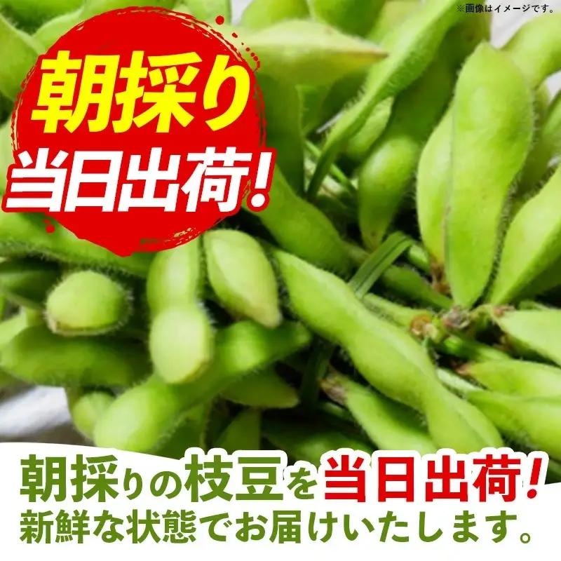 【きあり農園】2026年度 幸手市産 枝豆 1kg - 朝採り えだ豆 エダマメ えだまめ 産地直送