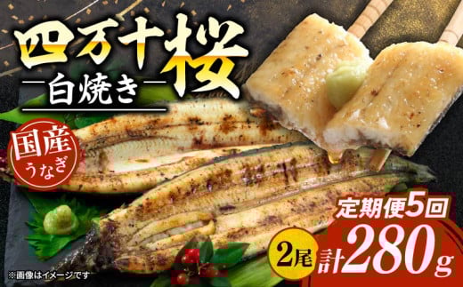 【通常用】【5回定期便】極上国産うなぎ四万十桜 白焼き約140g✕2尾 | うなぎ 鰻 ウナギ 白焼き 定期便 国産 四万十鰻 ウナギ 蒲焼き 調理済み タレ付き 頒布会 ギフト（お歳暮/お正月）高級 お取り寄せ グルメ 食べ比べ 冷凍