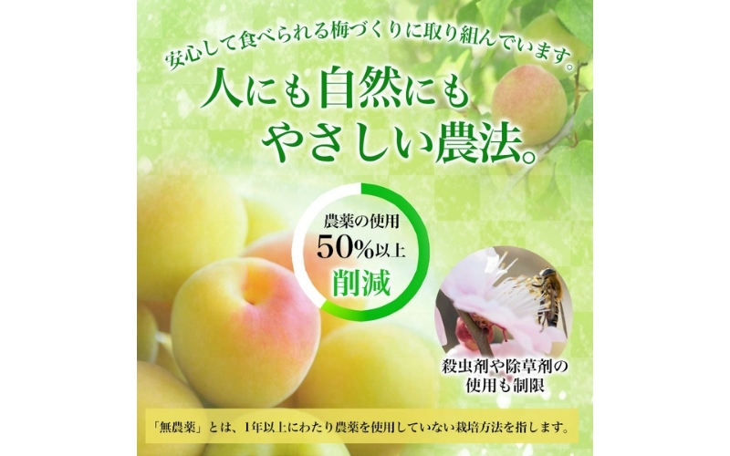 梅干し 減農薬 無添加の訳あり減塩つぶれ梅1kg（500×2）塩分3％ / ワケあり 訳あり つぶれ つぶれ梅 中粒 梅干 うめぼし 南高梅 減塩 塩分控えめ 【baiko002A】