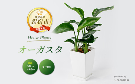 観葉植物 オーガスタ50cm～70cm Green Base 014-2051  観葉植物  観葉植物 