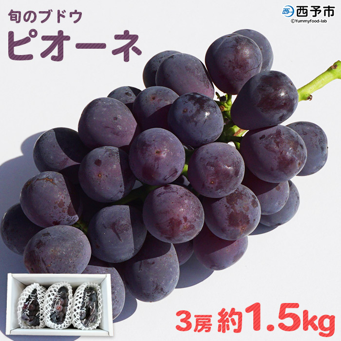 ＜旬のブドウ「ピオーネ」約1.5kg＞ 果物 フルーツ ぶどう ブドウ 葡萄 甘い おいしい 期間限定 季節限定 特産品 りの果樹園 愛媛県 西予市