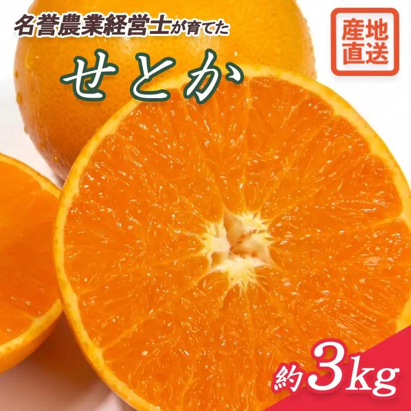 せとか 約 3kg みかん 静岡県産 せとか