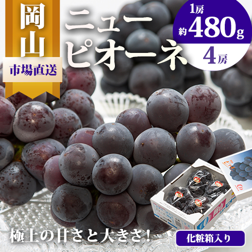 【2027年先行予約】ニューピオーネ 1房480ｇ以上 約2kg ４房 株式会社山博(中本青果)《2027年8月下旬-10月上旬頃出荷》岡山県 浅口市 ぶどう フルーツ 旬 果物 国産 岡山県産 送料無料 【配送不可地域あり】