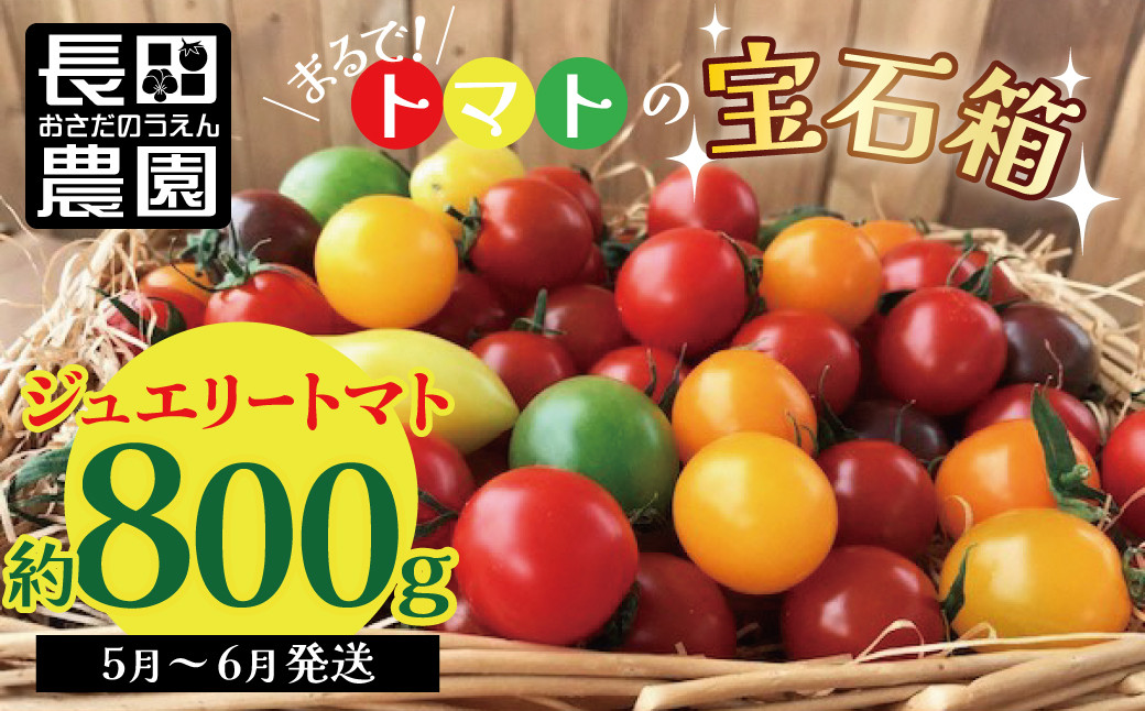 
【お試し】まるでトマトの宝石箱！フルーツジュエリートマト 約800g 長田農園 産地直送 トマト とまと 野菜 やさい フルーツ サラダ 濃厚 甘い ご褒美 プレゼント 美容 健康 リピート多数 人気 高評価 先行受付 数量限定 碧南市 H004-115
