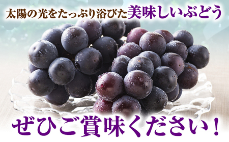 【2026年先行予約】ぶどう 黒系ぶどう 2kg ピオーネ オーロラブラック 岡山県産 3房 ~ 5房《2026年9月上旬-9月中旬頃より発送予定》ひらた農園 黒系ぶどう 送料無料 岡山県 浅口市 ぶ