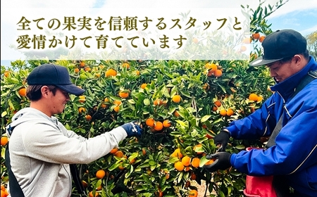 ご家庭用 【先行受付】後藤農園 不知火 5kg 訳あり 熊本県 南関町 フルーツ 果物 くだもの 柑橘