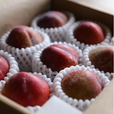 ふるさと納税 南陽市 【令和8年産先行受付】山形県産プラム『秋姫』1.2kg〜1.3kg(8〜12玉) 【S685】 |  | 01