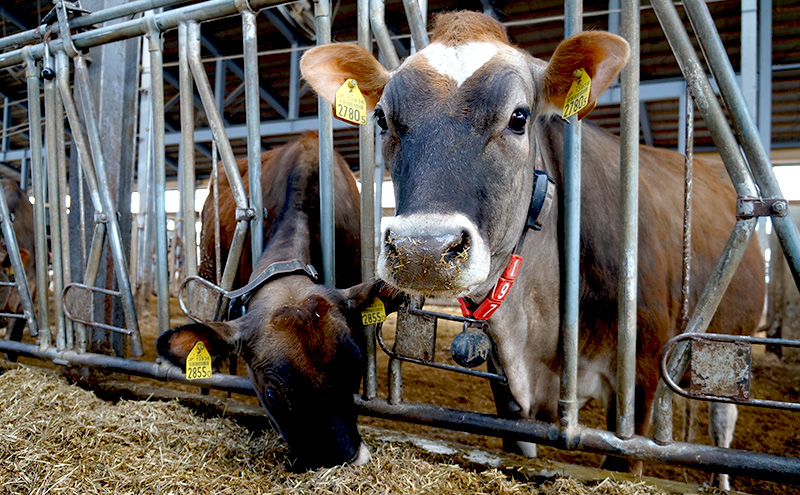 牧場直送ジャージーミルク24個BOX 北海道 上富良野町 アイス アイスクリーム ジェラート デザート ギフト 贈呈 贈り物 ミルク 生乳 牛乳