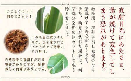 オーガスタ 8号 ストライプバスケット鉢カバー 土の表面：ウッドチップ 【観葉植物 インテリア 部屋 おしゃれ 植物 鉢付 観葉植物 インテリア 観葉植物 室内 観葉植物 オフィス 観葉植物 おしゃれ