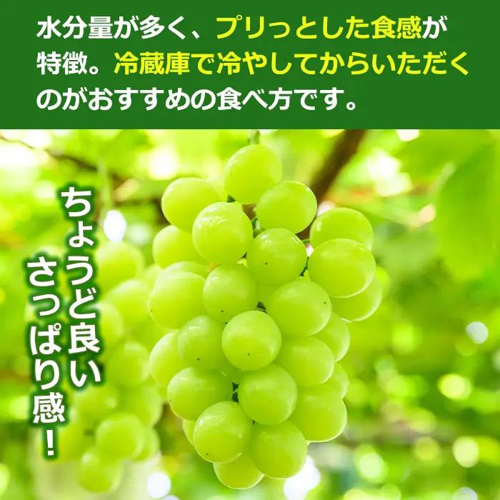 【先行予約】 マスカサーティーン 約1kg 2～3房 ぶどう フルーツ 【眞鍋果樹園】 i972