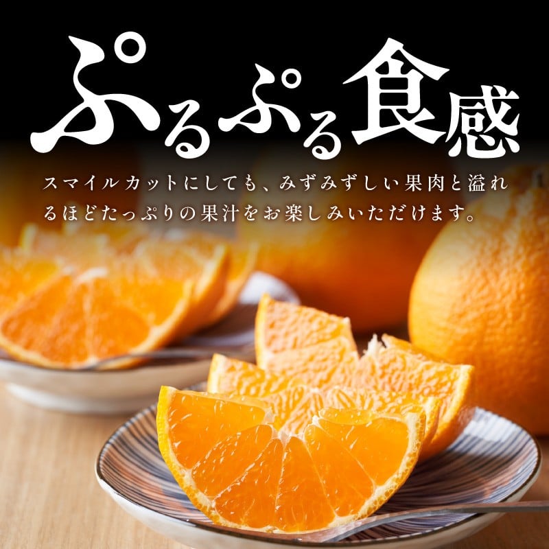 【2026年発送 先行予約品】