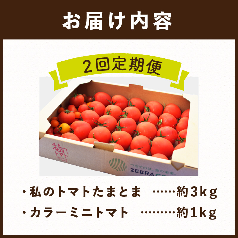 【限定出荷】"たまとま"＋カラーミニトマト(約4kg)[定期便2回]《 野菜 トマト ミニトマト カラートマト 定期 定期便 2回 送料無料 おすすめ 美味しい セット とまと ふるさと納税 》【2403C12103】