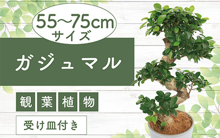 2025年1月中旬～発送【観葉植物】ガジュマル曲り 昇り龍55cm～75cm(Green Base/030-1392) 南国鹿児島県で育った 観葉植物！植物 鉢付 インテリア 室内 オフィス おしゃれ プレゼント ギフト 開店祝い 移転祝い マイナスイオン【配送不可地域：北海道・沖縄県・離島】