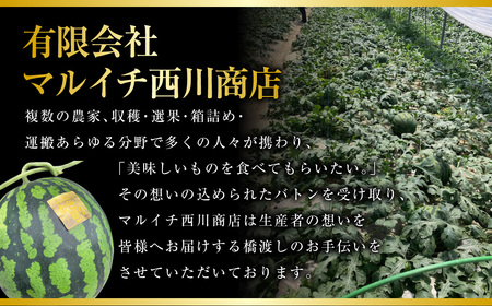 【2024年5月下旬発送開始】 熊本産 金色羅皇 1玉 7キロ以上 西瓜 すいか スイカ 果物 フルーツ くだもの
