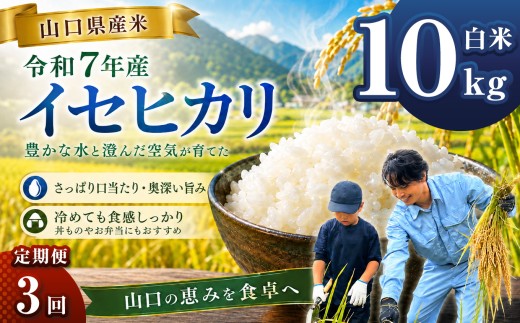 【 定期便 】 令和7年産 山口県産米 イセヒカリ 10kg 3回 ｜ 令和7年産 いせひかり 山口県産米 こめ お米 コメ 白米 精米 ごはん ご飯 瀬戸内 山口県 平生町 10kg