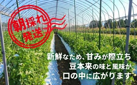 【先行予約】 スナップエンドウ 560g 春 | 春 FN-Limited-PR