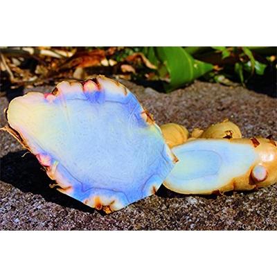 ふるさと納税 屋久島町 屋久島産100%　紫ウコン粉末　(ガジュツ) |  | 02