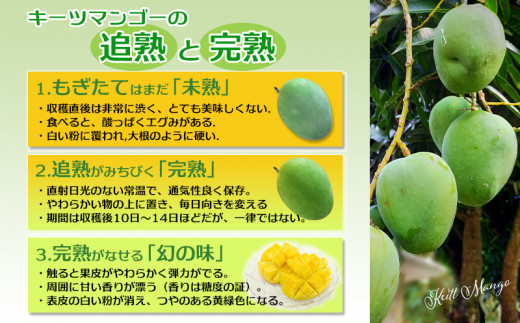 【先行受付】【2025年発送】ヤマト農園 キーツマンゴー約1kg - 産地直送 沖縄産 国産 果物 フルーツ 南国フルーツ 旬の味覚 追熟 先行予約 幻の味 人気 おすすめ 送料無料 沖縄県 八重瀬町