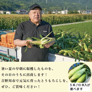 とうもろこし コーン 5本 約 2kg 先行予約 甘々娘 トウモロコシ 甘い 期間限定 夏 旬 野菜 鍋 炒め物 煮物 スープ 弁当 惣菜 おかず 健康 新鮮 国産 送料無料 吉野川市 徳島県