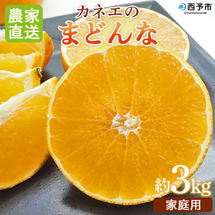 【ふるさと納税】紅まどんなと同品種！＜まどんな 3kg前後 農家直送 家庭用 カネエの愛媛オリジナル品種＞ 果物 フルーツ みかん オレンジ 柑橘類 マドンナ 愛媛果試第28号 特産品 直送 いのうえ農園 愛媛県 西予市【常温】『2025年12月中旬〜2026年1月上旬に順次出荷予定』