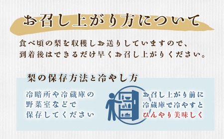 352 秋月梨 約5kg 10～14玉 3L～5L 梨 なし あきづき 【先行予約 2025年 9月中旬ころより順次発送予定】