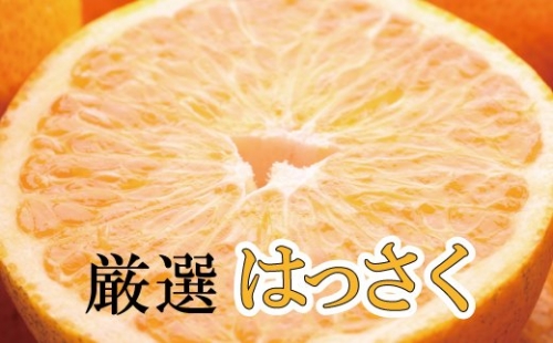 ＜先行予約＞厳選はっさく10kg+300g（傷み補償分）【八朔みかん・ハッサク】 ※2024年1月上旬頃～2024年4月上旬頃に順次発送