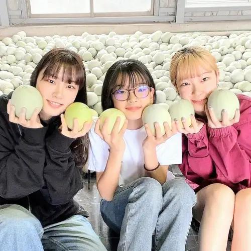 メロン プリンスメロン 1箱 約5kg  7～8玉 八千代町産 先行予約