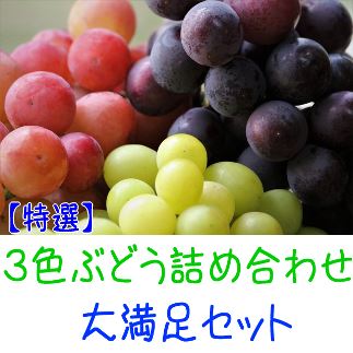 農家直送 ３色ぶどう詰め合わせ大満足セット 約4kg入り【先行予約】 AO033