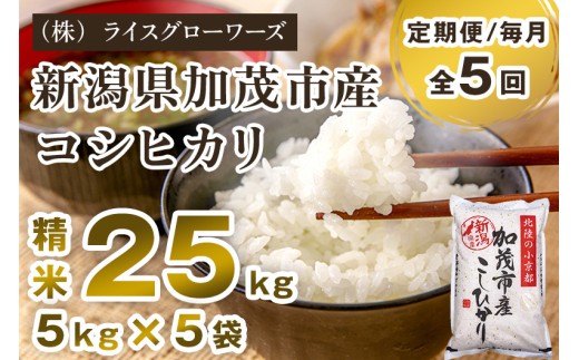 【令和7年産】【定期便5ヶ月毎月お届け】新潟県加茂市産コシヒカリ 精米25kg（5kg×5）《順次出荷》 新潟県産コシヒカリ 新潟産コシヒカリ 新潟コシヒカリ 新潟県産こしひかり 新潟産こしひかり 新潟こしひかり コシヒカリ こしひかり お米 白米 米 定期便 （株）ライスグローワーズ