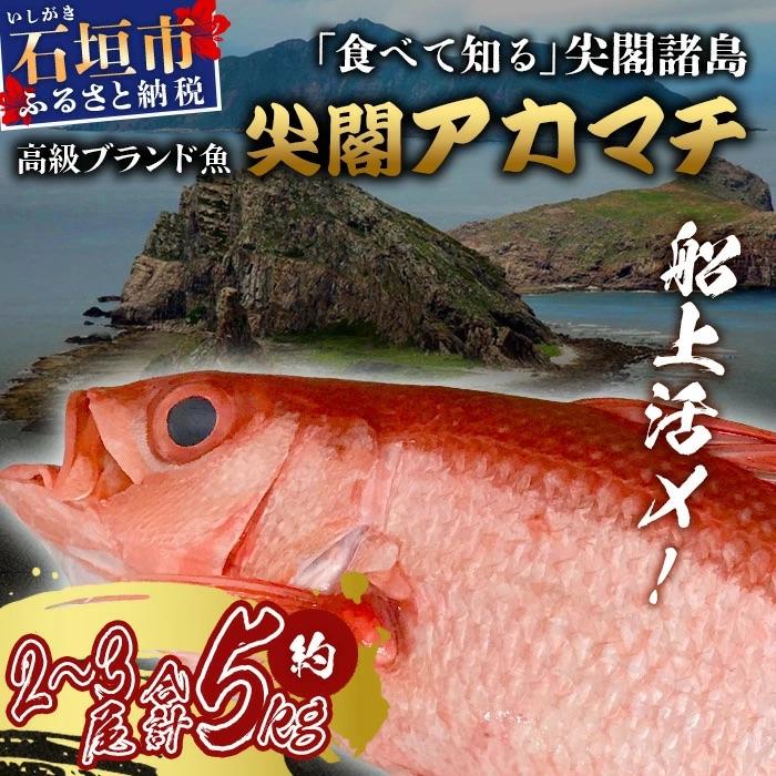 ふるさと納税 石垣市 【先行受付】高級ブランド魚 尖閣赤マチ 2〜3尾 合計約5kg 下処理済 【沖縄三大高級魚】