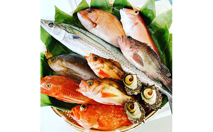 京都府宮津市産『朝どれ！山一鮮魚おおきに便』約4～5kg《内臓処理加工》