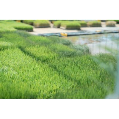 ふるさと納税 魚津市 【新米】天日干し こしひかり「富の環」　白米10kg【北アルプス早月川最上流の棚田米】 |  | 02