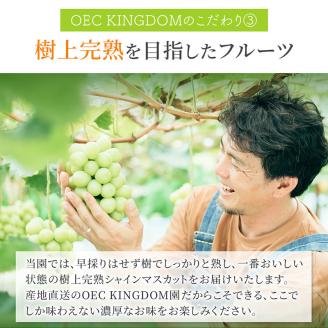 ぶどう 2024年 先行予約 ［ご家庭用］ シャイン マスカット3～5房（合計2kg以上） ブドウ 葡萄 岡山県産 国産 フルーツ 果物 OEC KINGDOM ぶどう家