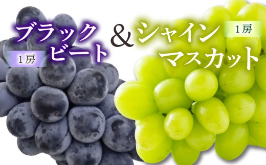 ぶどう 食べ比べセット シャインマスカット & ブラックビート 【2026年8月下旬頃から順次発送】 | ぶどう 葡萄 フルーツ 果物 産地直送  期間限定 くだもの マスカット ぶどう 葡萄 ブドウ おすすめ 人気 旬 フルーツ 愛媛県 松山市