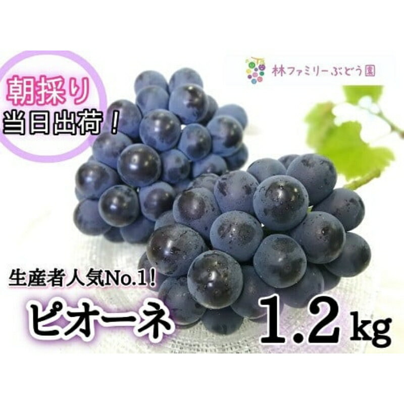 【ふるさと納税】 ※2026年の予約です！※ 【産地直送】岡山県産 こだわりの ピオーネ 1.2kg(2〜3房)セット【2026年9月上旬～発送予定】離島発送不可 / 先行予約 ピオーネ 贈答 厳選 果物 フルーツ 当日出荷 新鮮 数量限定 ぶどう専門 林ファミリー 真庭市