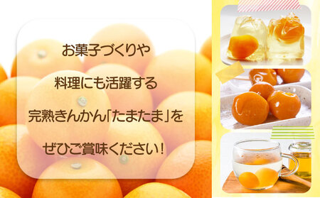 【先行予約】 完熟金柑たまたま 3㎏