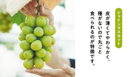 【 先行予約 9月中旬以降発送 】 数量限定 八千代町産 シャインマスカット スカーレット 2品種 食べ比べ セット 約 1kg ぶどう ブドウ 葡萄 マスカット 農家直送 [CU002ya]