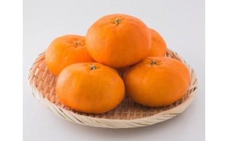  【発送は1月下旬から】 松山市中島産 甘平 秀品　5～6個入り 国産 愛媛みかん 愛媛ミカン みかん ミカン mikan 蜜柑 柑橘 フルーツ 果物 くだもの お取り寄せ 産地直送 数量限定 人気 おすすめ 愛媛県 松山市 送料無料 フジ・アグリフーズ）【FA0782】