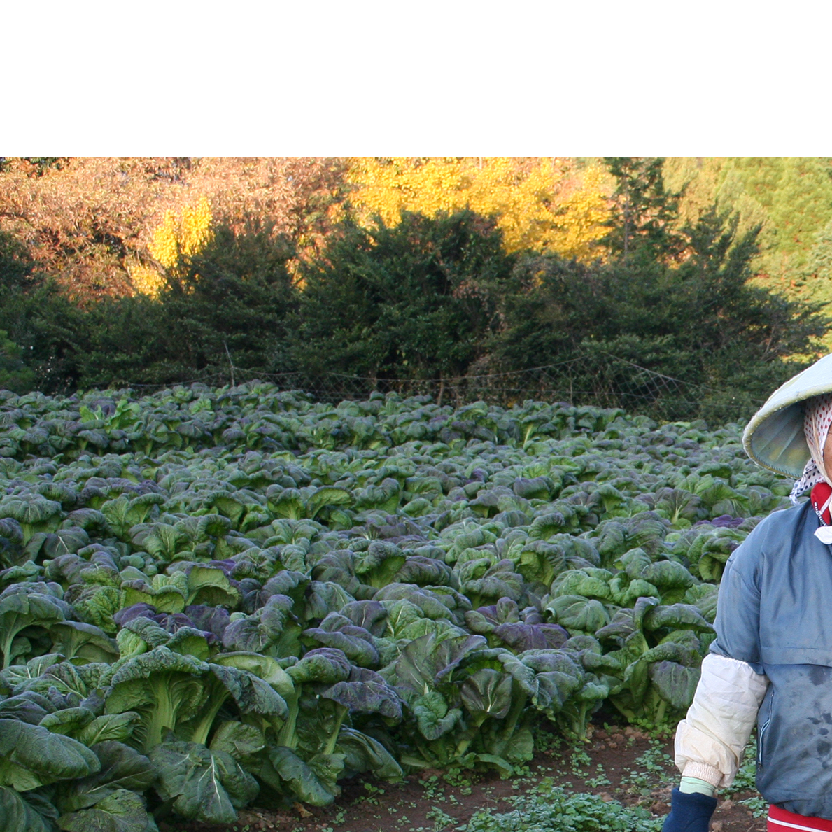 佐賀県産高菜使用高菜乃華(4種入り）前田食品工業 高菜漬け 佐賀県産高菜漬け 有田町産高菜漬け 高菜漬4種セット漬物 九州産高菜 美味しい漬物 チャーハン お茶漬け 明太子高菜 辛子高菜 6000円 