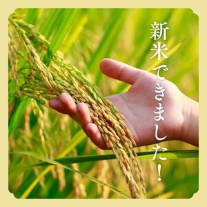 新米 米 お米 【玄米】特別栽培米 あきたこまち 10kg（5kg×2袋） 秋田県産 令和6年産