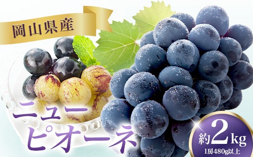 
            ニューピオーネ 4房(1房480g以上)【2026年8月下旬～10月上旬発送予定】
          