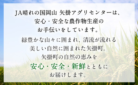 矢掛町自慢のイタリア野菜2品目＆リゾット米1kg《1月上旬-3月末頃出荷》