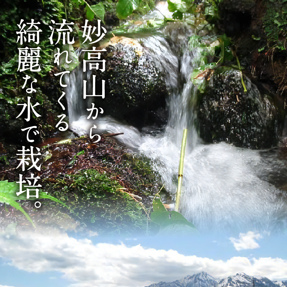 【2025年4月上旬発送】令和6年産 新潟県妙高産つきあかり5kg 無洗米