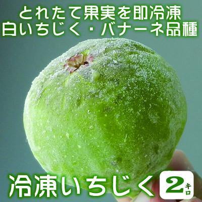 ふるさと納税 広川町 【冷凍】いちじく2kg　品種:バナーネ (白いちじく1kg入×2袋)