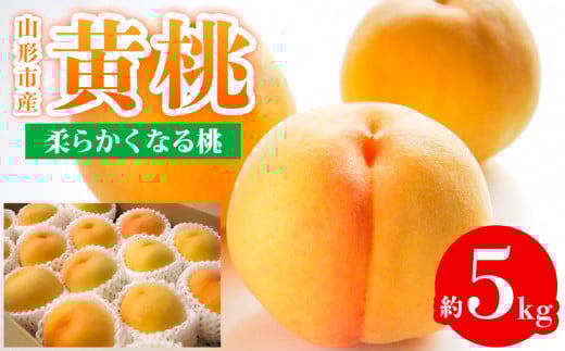 山形市産 黄桃 秀品 5kg (12～20玉) 柔らかくなる桃 【令和7年産先行予約】FS24-759