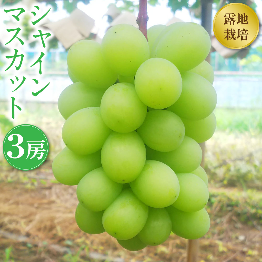 【ふるさと納税】幸田町産 露地栽培ぶどう 「シャインマスカット（種なし）」 3房 シャインマスカット 果物 フルーツ ぶどう ブドウ 種なし 露地栽培 冷蔵 送料無料 お取り寄せ ※8月中旬～9月下旬に順次発送予定 ※着日時指定不可 ※北海道・沖縄県・離島への配送不可