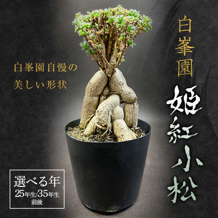 【ふるさと納税】 【選べる年】姫紅小松 25年生前後 35年生前後【白峯園】 塊根植物 トリコディアデマ バルボサム Trichodiadema bulbosum 観葉植物 盆栽 観葉 植物 コーデックス メセン インテリア F21J-115var
