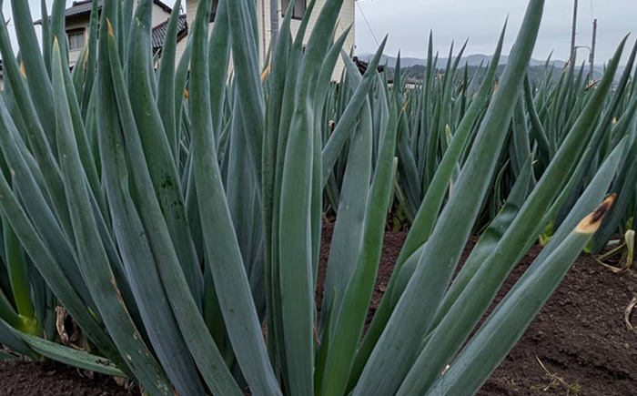 【2025年11月発送開始】焼いてそのまま美味しい！なべちゃん葱（土付き）秀品 Lサイズ2.5kg（500g×5袋）約10本 ねぎ ネギ 島根県雲南市/山さんファーム [AICO004]