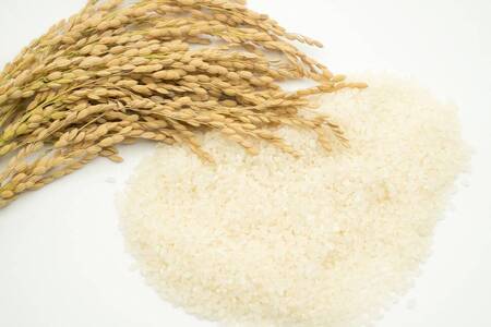 令和7年産 極上 魚沼産コシヒカリ「亀福米」5kg (特別栽培米) 株式会社亀福 |  |津南町 魚沼産コシヒカリ